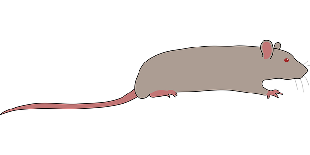 Maus