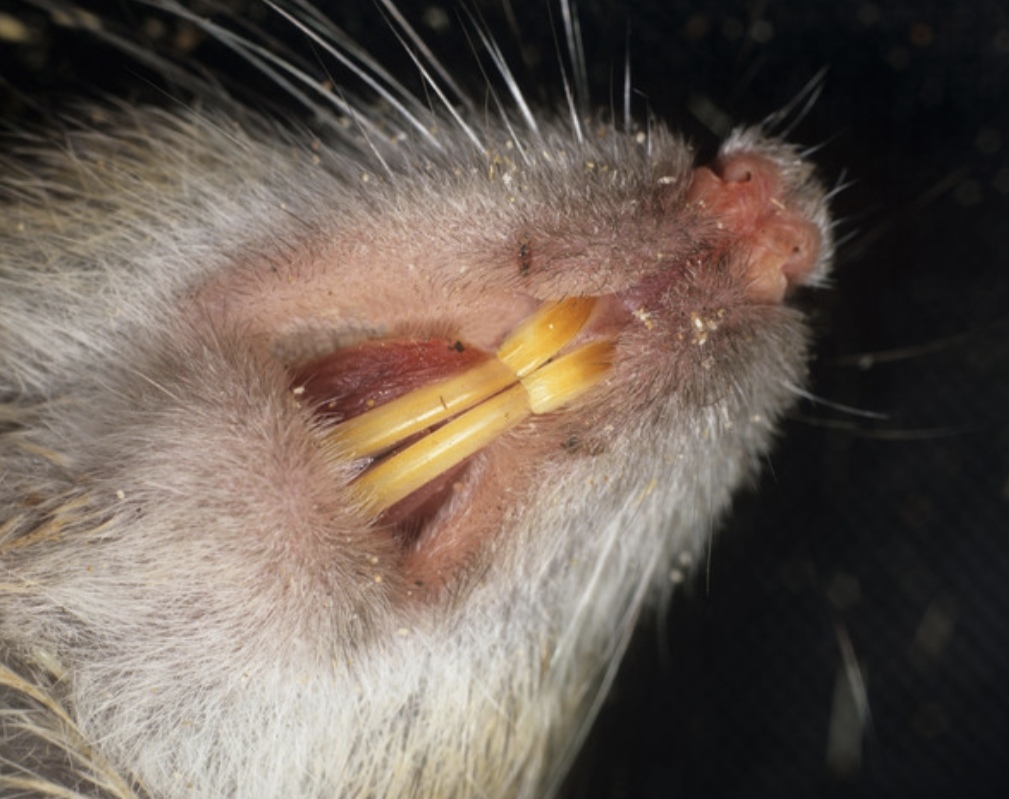 ratten buchholz