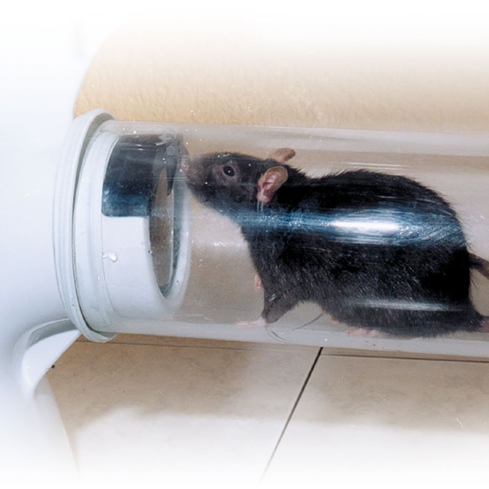 wie wird man am schnellsten ratten los